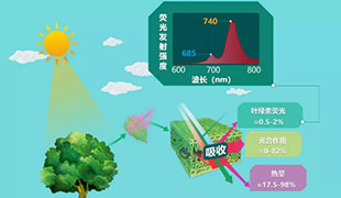 “天空地”一體化下的日光誘導(dǎo)葉綠素?zé)晒?></a></div>
                    <div   id=